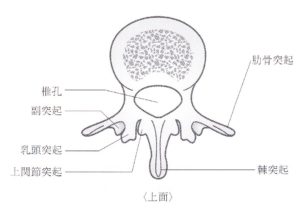 横須賀-整体-脊柱管狭窄症